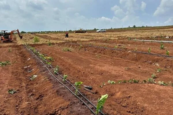 Hệ thống tưới cà phê