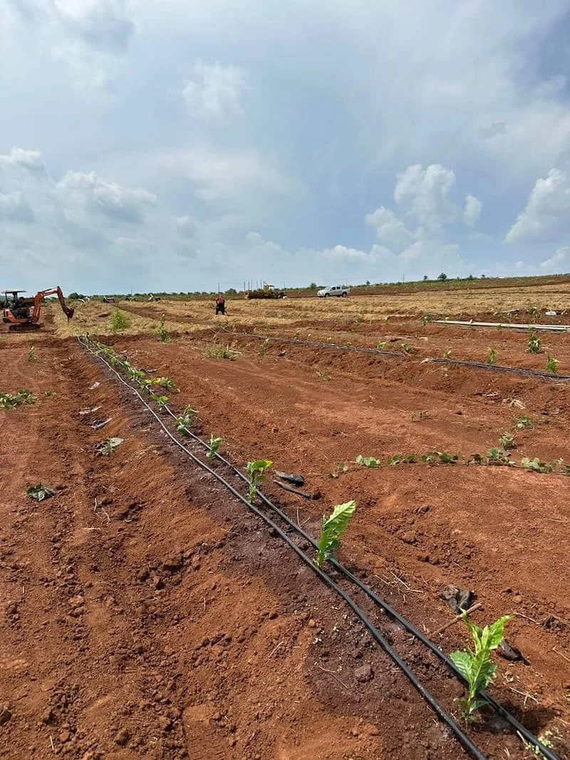 Hình ảnh minh họa (1)